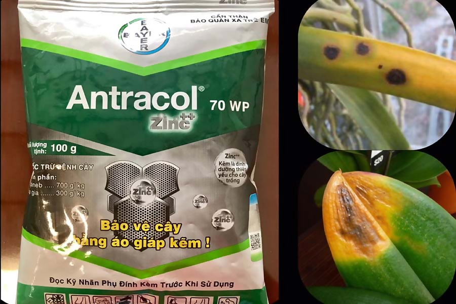Antracol 70WP- Thuốc trừ nấm bệnh phổ rộng bổ sung kẽm giúp cứng cây, xanh lá
